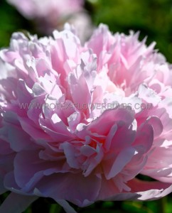 PAEONIA (PEONY) LACTIFLORA DOUBLE ‘MME CALOT‘ 2/3 EYE (5 P.BAG)