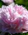 PAEONIA PEONY LACTIFLORA DOUBLE MME CALOT 23 EYE 5 P.BAG