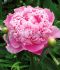 PAEONIA PEONY LACTIFLORA DOUBLE MONSIEUR JULES ELIE 35 EYE 5 P.BAG