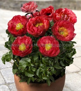 PAEONIA (PEONY) LACTIFLORA DOUBLE ‘MOSCOW‘ 2/3 EYE (5 P.BAG)