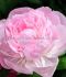 PAEONIA PEONY LACTIFLORA DOUBLE NICK SHAYLOR 23 EYE 5 P.BAG