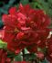 PAEONIA PEONY LACTIFLORA DOUBLE PETER BRAND 23 EYE 5 P.BAG