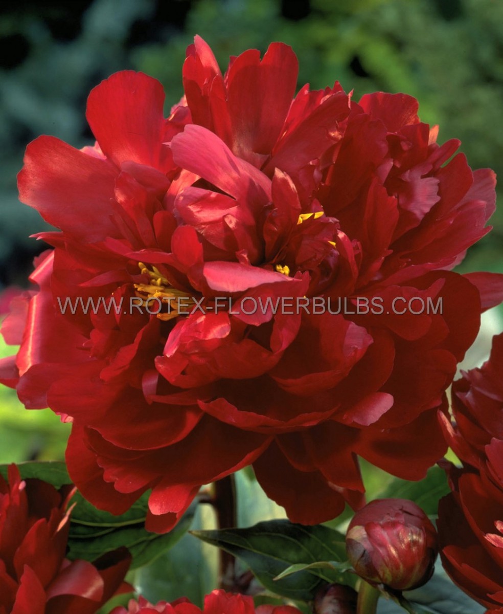 PAEONIA (PEONY) LACTIFLORA DOUBLE ‘PETER BRAND‘ 2/3 EYE (5 P.BAG)