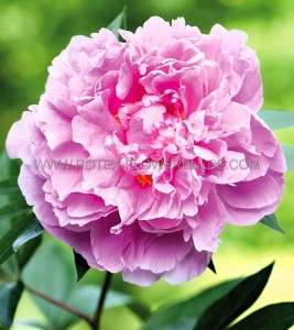 PAEONIA (PEONY) LACTIFLORA DOUBLE ‘PINK DOUBLE‘ 2/3 EYE (5 P.BAG)