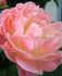 PAEONIA PEONY LACTIFLORA DOUBLE PINK HAWAIIAN CORAL 23 EYE 5 P.BAG