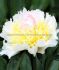 PAEONIA PEONY LACTIFLORA DOUBLE PRIMEVERE 23 EYE 5 P.BAG