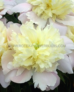 PAEONIA (PEONY) LACTIFLORA DOUBLE ‘PRIMEVERE‘ 2/3 EYE (5 P.BAG)