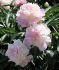 PAEONIA PEONY LACTIFLORA DOUBLE RASPBERRY SUNDAE 23 EYE 5 P.BAG