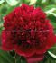 PAEONIA PEONY LACTIFLORA DOUBLE RED CHARM 23 EYE 5 P.BAG