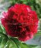 PAEONIA PEONY LACTIFLORA DOUBLE RED DOUBLE 23 EYE 5 P.BAG