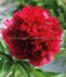 PAEONIA (PEONY) LACTIFLORA DOUBLE ‘RED DOUBLE‘ 2/3 EYE (5 P.BAG)