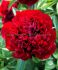 PAEONIA PEONY LACTIFLORA DOUBLE RED GRACE 23 EYE 5 P.BAG