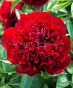 PAEONIA (PEONY) LACTIFLORA DOUBLE ‘RED GRACE‘ 2/3 EYE (5 P.BAG)