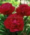 PAEONIA PEONY LACTIFLORA DOUBLE RED MAGIC 35 EYE 5 P.BAG