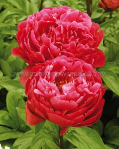 PAEONIA (PEONY) LACTIFLORA DOUBLE ‘RED SARAH BERNHARDT‘ 2/3 EYE (5 P.BAG)