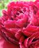 PAEONIA PEONY LACTIFLORA DOUBLE RED SARAH BERNHARDT 23 EYE 5 P.BAG