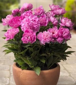 PAEONIA (PEONY) LACTIFLORA DOUBLE ‘ROME‘ 2/3 EYE (5 P.BAG)