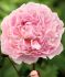 PAEONIA PEONY LACTIFLORA DOUBLE SARAH BERNHARDT 23 EYE 5 P.BAG