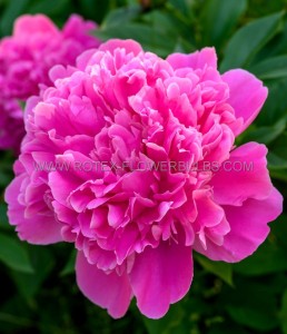 PAEONIA (PEONY) LACTIFLORA DOUBLE ‘SEBASTIAN MAAS‘ 2/3 EYE (5 P.BAG)