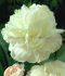 PAEONIA PEONY LACTIFLORA DOUBLE SHIRLEY TEMPLE 35 EYE 5 P.BAG