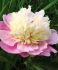 PAEONIA PEONY LACTIFLORA DOUBLE SORBET 23 EYE 5 P.BAG