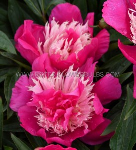 PAEONIA (PEONY) LACTIFLORA DOUBLE ‘TOP HAT‘ 2/3 EYE (5 P.BAG)