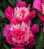 PAEONIA PEONY LACTIFLORA DOUBLE TOP HAT 23 EYE 5 P.BAG