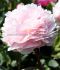 PAEONIA PEONY LACTIFLORA DOUBLE VOGUE 23 EYE 5 P.BAG