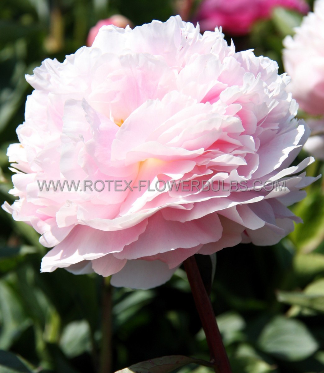 PAEONIA (PEONY) LACTIFLORA DOUBLE ‘VOGUE‘ 2/3 EYE (5 P.BAG)