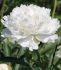 PAEONIA PEONY LACTIFLORA DOUBLE WHITE DOUBLE 23 EYE 5 P.BAG