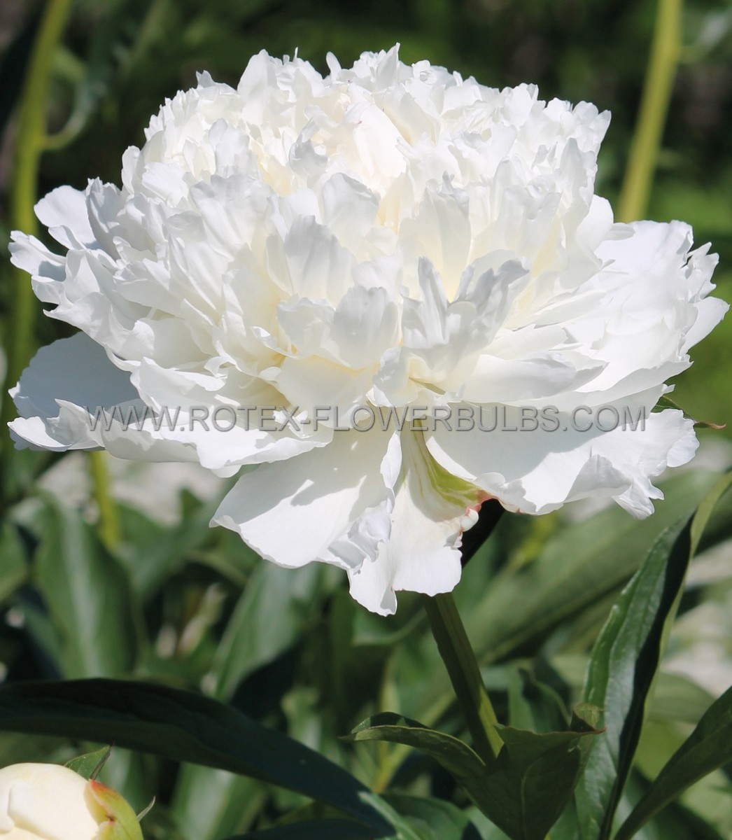 PAEONIA (PEONY) LACTIFLORA DOUBLE ‘WHITE DOUBLE‘ 2/3 EYE (5 P.BAG)