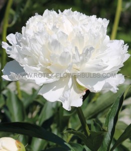 PAEONIA (PEONY) LACTIFLORA DOUBLE ‘WHITE DOUBLE‘ 3/5 EYE (5 P.BAG)