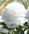 PAEONIA PEONY LACTIFLORA DOUBLE WHITE SARAH BERNHARDT 23 EYE 5 P.BAG