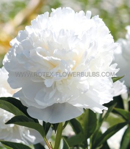 PAEONIA (PEONY) LACTIFLORA DOUBLE ‘WHITE SARAH BERNHARDT‘ 2/3 EYE (5 P.BAG)