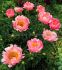 PAEONIA PEONY LACTIFLORA SEMI DOUBLE CORAL CHARM 35 EYE 5 P.BAG