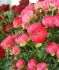 PAEONIA PEONY LACTIFLORA SEMI DOUBLE CORAL SUNSET 23 EYE 5 P.BAG