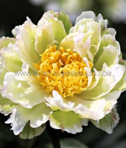 PAEONIA (PEONY) LACTIFLORA SEMI DOUBLE ‘GREEN LOTUS‘ 2/3 EYE (5 P.BAG)