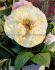 PAEONIA PEONY LACTIFLORA SEMI DOUBLE LEMON CHIFFON 23 EYE 5 P.BAG