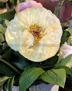 PAEONIA (PEONY) LACTIFLORA SEMI DOUBLE ‘LEMON CHIFFON‘ 2/3 EYE (5 P.BAG)