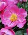 PAEONIA PEONY LACTIFLORA SEMI DOUBLE PAULA FAY 35 EYE 5 P.BAG