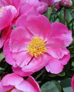 PAEONIA (PEONY) LACTIFLORA SEMI DOUBLE ‘PAULA FAY‘ 3/5 EYE (5 P.BAG)