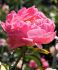 PAEONIA PEONY LACTIFLORA SEMI DOUBLE PINK CHOICE 23 EYE 5 P.BAG