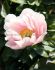 PAEONIA PEONY LACTIFLORA SEMI DOUBLE SALMON CHIFFON 23 EYE 5 P.BAG