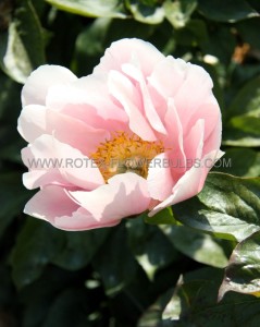 PAEONIA (PEONY) LACTIFLORA SEMI DOUBLE ‘SALMON CHIFFON‘ 2/3 EYE (5 P.BAG)