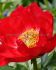 PAEONIA PEONY LACTIFLORA SINGLE BLAZE 23 EYE 5 P.BAG