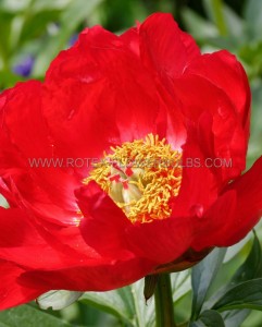 PAEONIA (PEONY) LACTIFLORA SINGLE ‘BLAZE‘ 2/3 EYE (5 P.BAG)