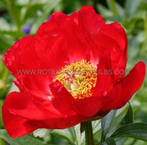 PAEONIA (PEONY) LACTIFLORA SINGLE ‘BLAZE‘ 2/3 EYE (5 P.BAG)