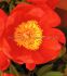 PAEONIA PEONY LACTIFLORA SINGLE FLAME 35 EYE 5 P.BAG