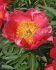 PAEONIA PEONY LACTIFLORA SINGLE FLAME 35 EYE 5 P.BAG