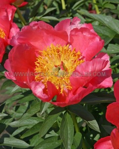 PAEONIA (PEONY) LACTIFLORA SINGLE ‘FLAME‘ 3/5 EYE (5 P.BAG)